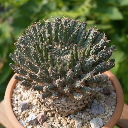 Euphorbia fusca  Marloth