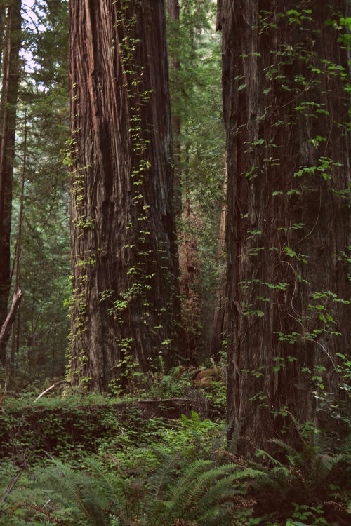 Viney Redwood Forest by Emma C.