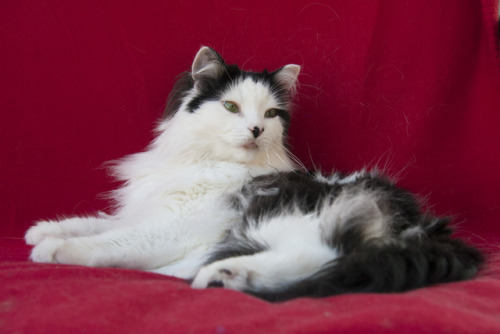 theoreocat:Black and white and red all over