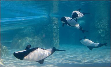 theincredibleorca:  freedomforwhales:  Little known or discussed about in the captivity debate is the water park Aquatica, located in Orlando Florida, and owned by Seaworld. This water park has a particular attraction called the Dolphin Plunge, where