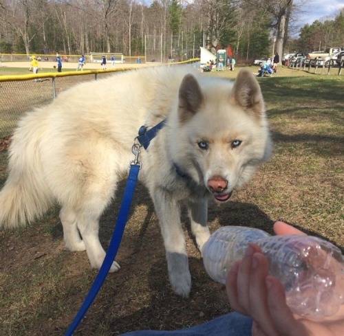 handsomedogs: This is Dante! He’s my 7 year old Siberian husky who is the most handsome boy I 