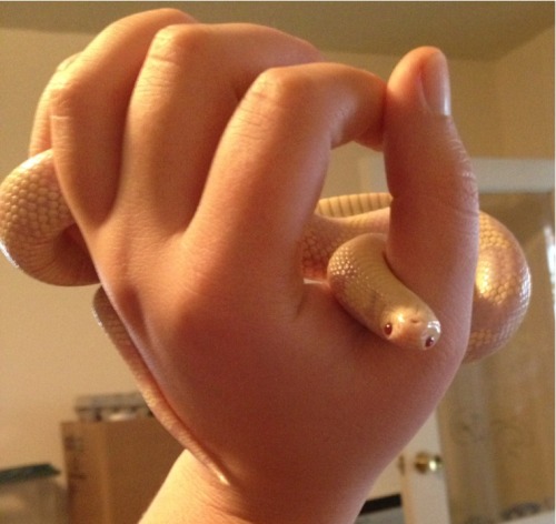farsnakes:Moya I love you so much I can’t handle it.