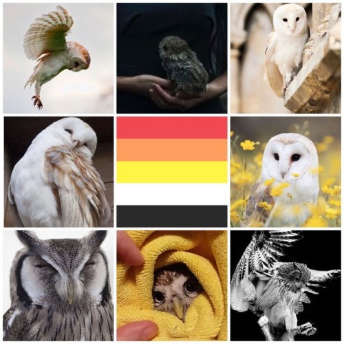 Akoiromantic Owl Moodboard for Anonymous