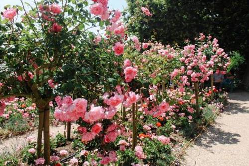  Monet’s home in his later yearsFrench town Giverny 