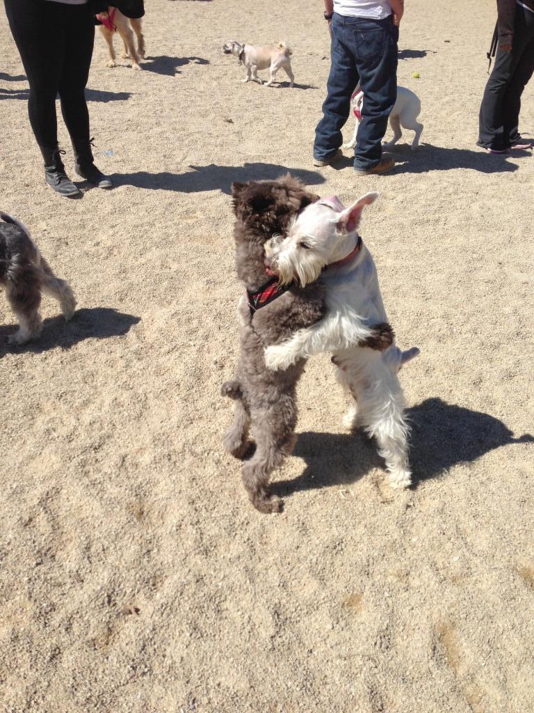 cuteanimalspics:  Went to the dog park yesterday, saw this (Source:…