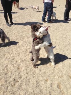 Cuteanimalspics:  Went To The Dog Park Yesterday, Saw This (Source:…