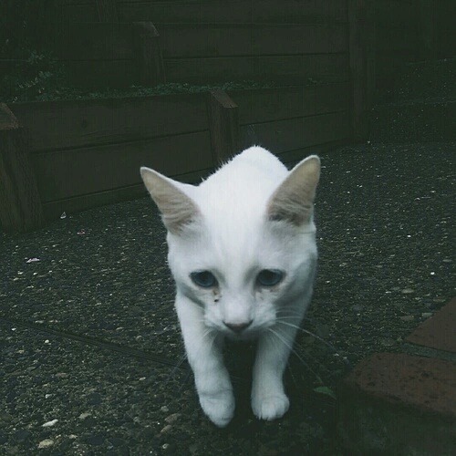 Т on We Heart It - weheartit.com/entry/204057560