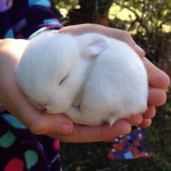 cuteanimalspics:  11 day old baby bunny (Source: http://ift.tt/1Mekk9d) 