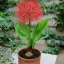 scadoxus-nyctaginaceae