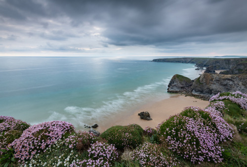 te5seract:   Cliff Edge Thrift at Bedruthan Steps A Splash of Thrift  by Julian Baird 