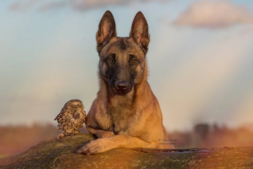 flowisaconstruct:mymodernmet:Dogs may be man’s best friend, but Ingo the shepherd dog’s special buddy is Poldi, a little owl who loves to pose for pictures and cozy up to his canine pal. Germany-based animal photographer and collage artist Tanja Brandt