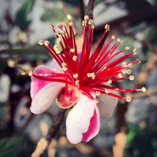 This tiny beauty. #beautifulflowers #floweroftheday