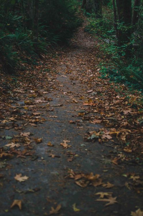 Beach Path