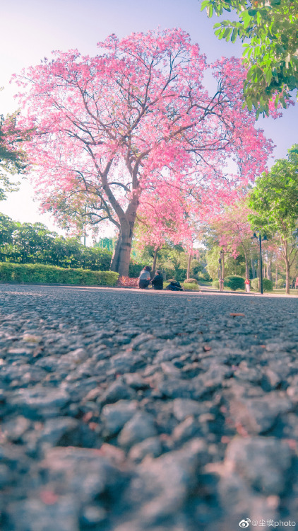 fuckyeahchinesegarden:  silk floss tree (ceiba speciosa) by 尘埃photo