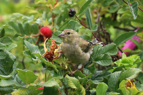 Greenfinch/grönfink.