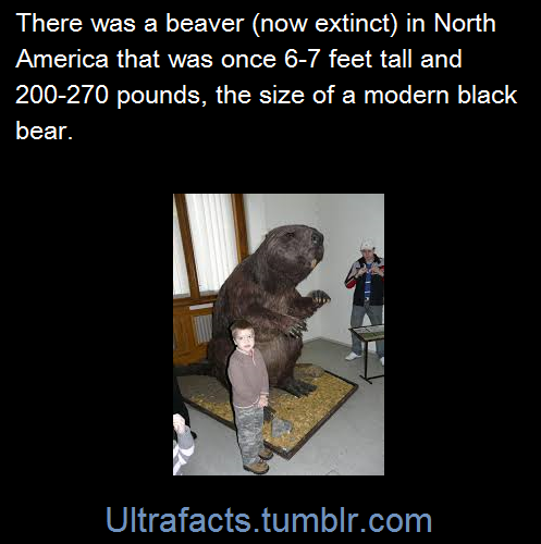 ultrafacts:Castoroides, or giant beaver, is an extinct genus of enormous beavers
