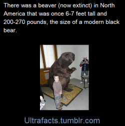 ultrafacts:Castoroides, or giant beaver,