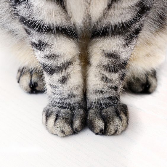 Kittens playground