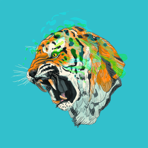 The coloured version of my tiger drawing, with added ‘magic’ effect. I plan to use this as a sample 