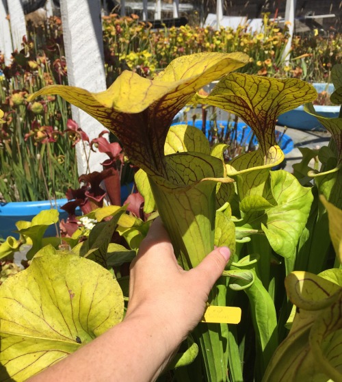 These Sarracenia are gigantic! It’s fun watering the pools and lagoons out back because you fi