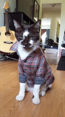 lifeofamooseboy:  roxylalonde:airyairyquitecontrary:The vet suggested a shirt instead of a cone for my cat. Fun Fact: Most Cats wear baby sizes 0-3 months. - Imgur this cat is more grunge than i could ever be  omg