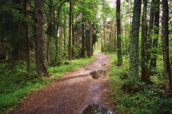 wanderthewood:  Östhammar, Uppsala, Sweden