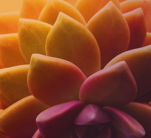 seasidestyle:Succulent   jjl@ca on Flickr
