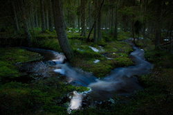 morgondagg:  “Spring in the forest”