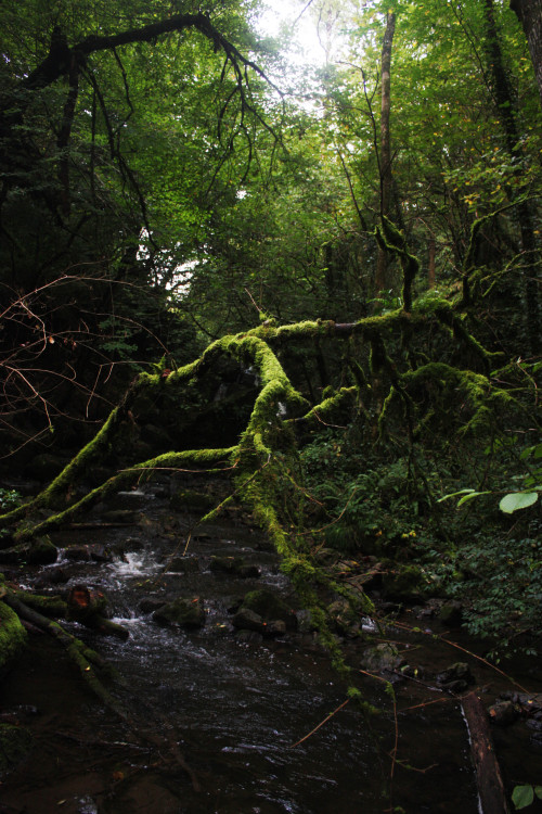 graymanphotography: mossy tree fallen over the river