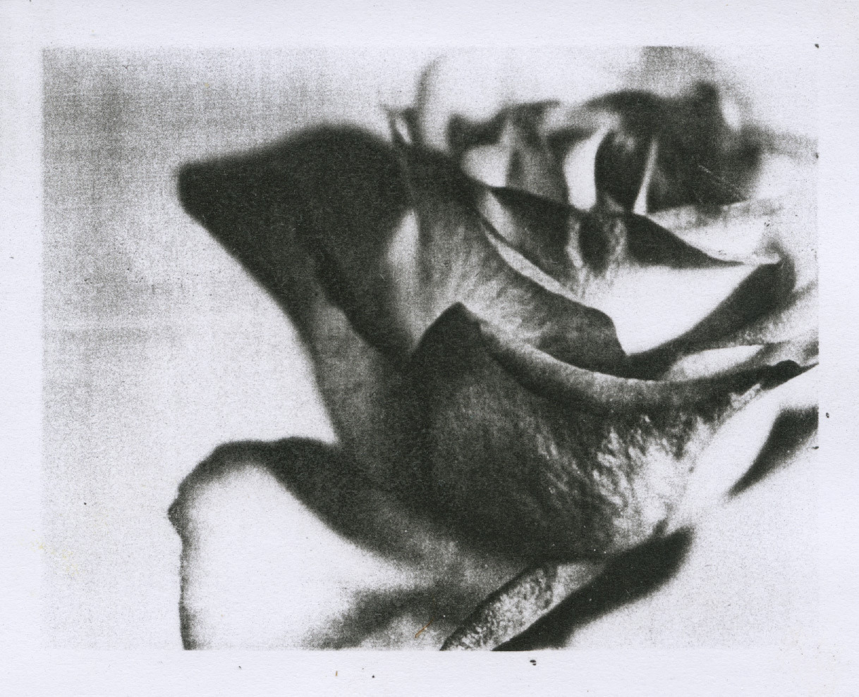 a rose is still a rose
photocopy