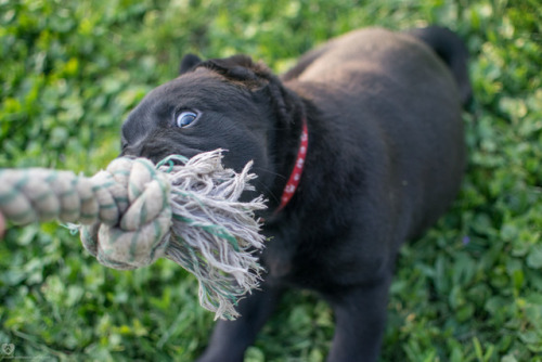 maisietheyellowlab:MY toy!!!