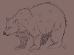 critteraday:  1/20/15- Grizzly