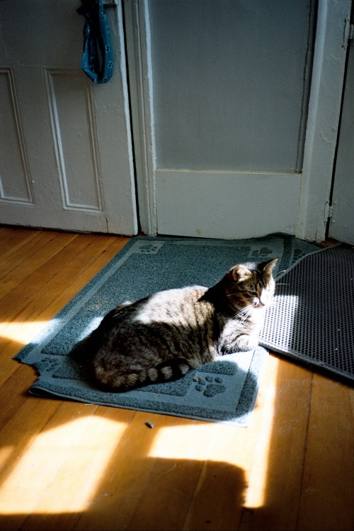 Chris’ cats chillin’ in the sun.Hudson, NY.September ‘16.