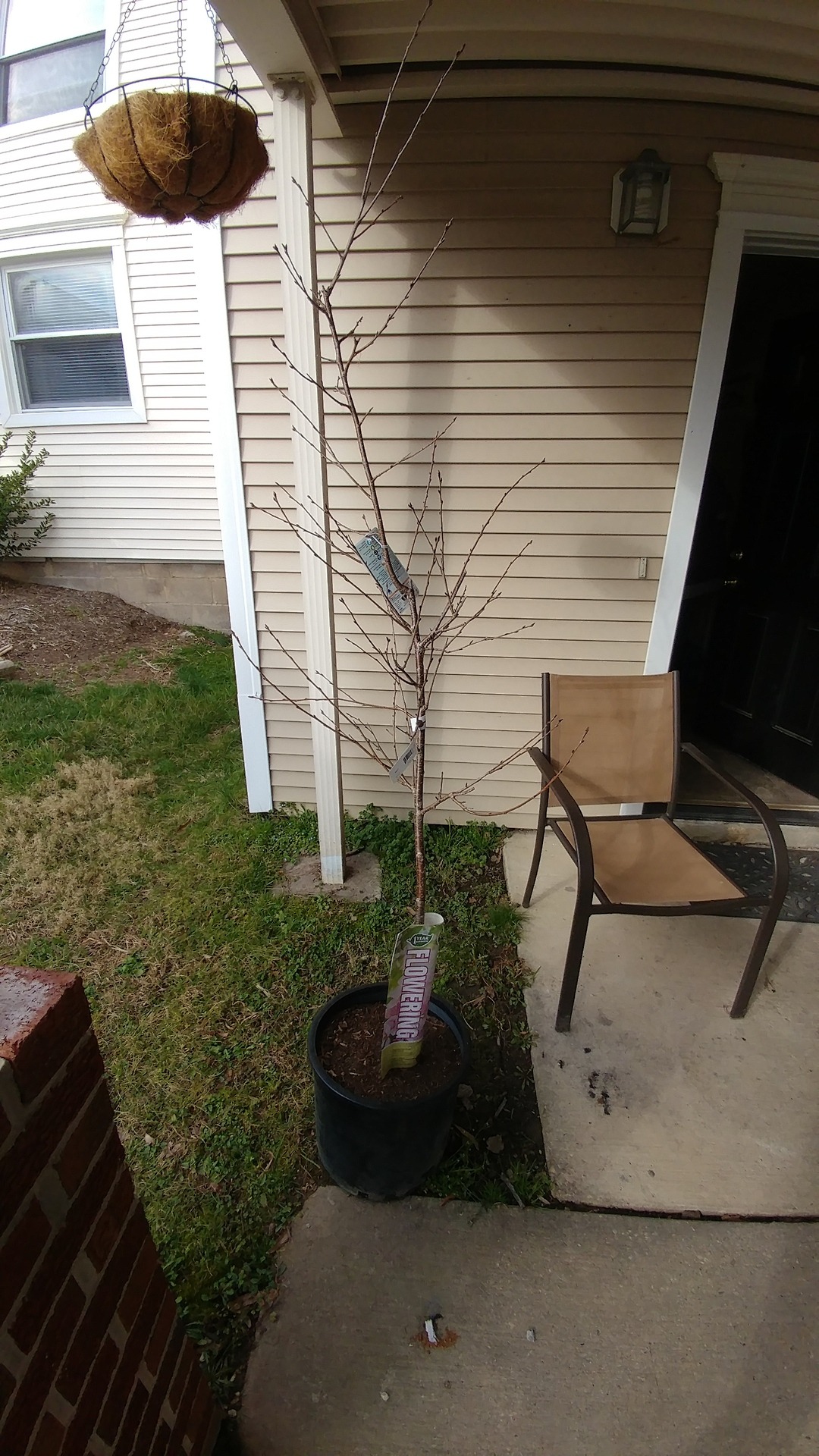 So i bought my mother in law a yoshino cherry blossom tree,which i believe is the