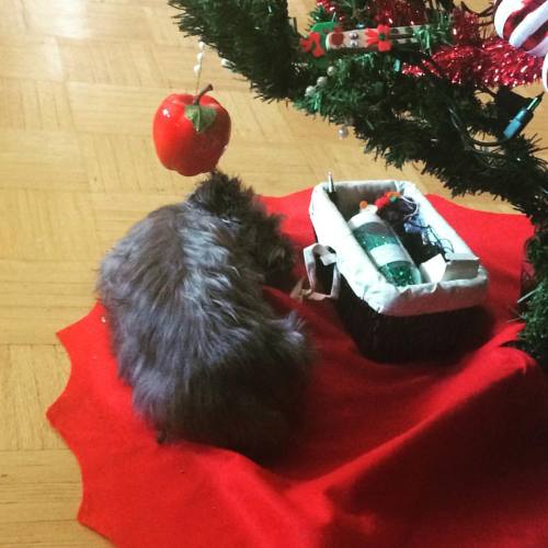 Piper is asleep under the Christmas tree #christmas #christmastree #christmaspuppy #dog #dogsofinsta