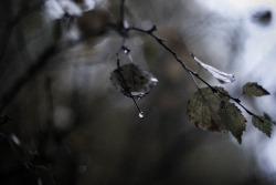 annafridacharlotte:Rainy day in the forest,