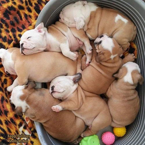 high-style-princess:  baggybulldogs:  Puppy Cuteness Overdose  @emvampyre one for me, one for you, one for me… 😍