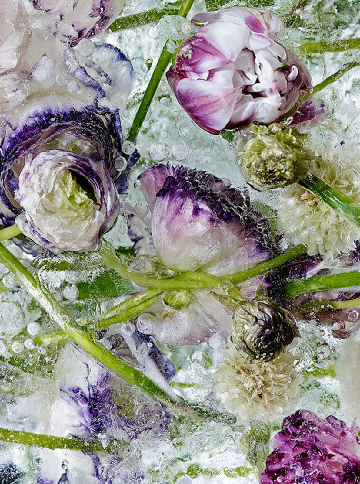 culturenlifestyle:  Frozen Flowers in Ice Resemble Exquisite Watercolor Paintings