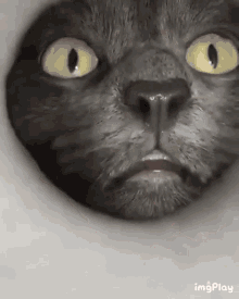 r0zeclawz:clownkiwi:r0zeclawz:beggining Snifftech research nowtop researchers of