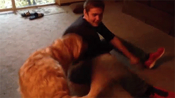 sizvideos:  Dog learns to sit ‘n scootVideo