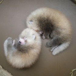 awwww-cute:  Newborn Red Panda Cubs (Source: