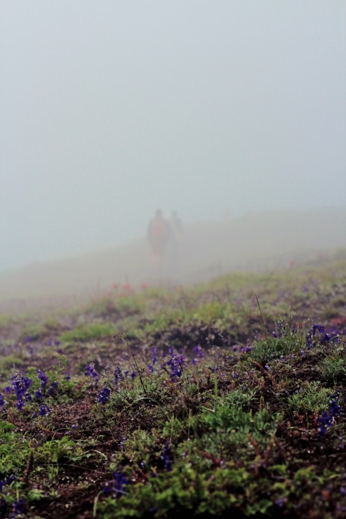 Foggy trails and wild flowers. Iron rock is a magical place.