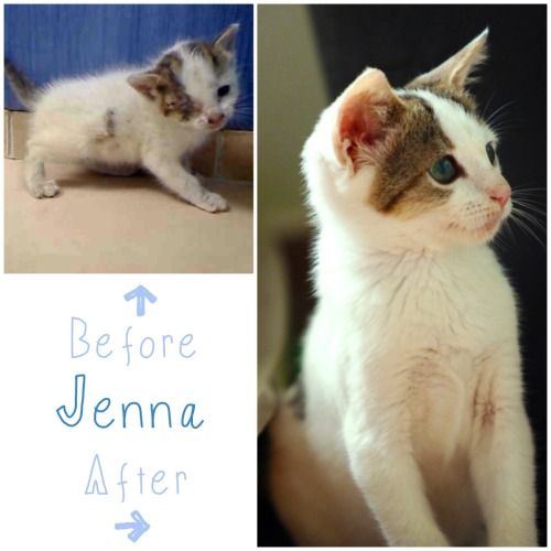 k9kastlecorp: Here’s Jenna’s Before &amp; After…. Jenna was adopted. YAY JENN