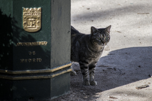 Gato Madrileño (viaDavid Ballester)