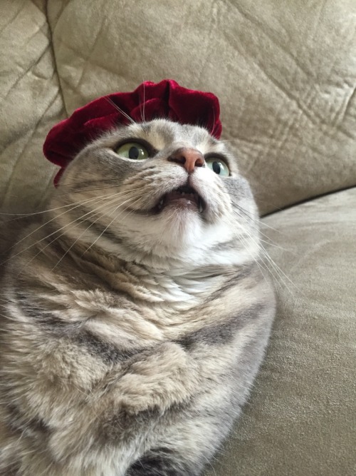 fefairytales:mostlycatsmostly:my cat, Dipper, wearing a scrunchie on her ears(submitted by scuba2000