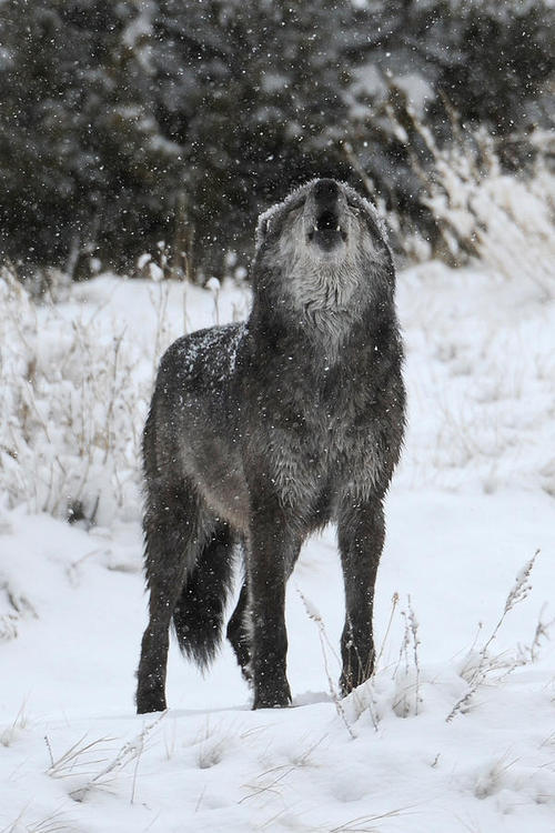 wildlifeexperience: Visit us to experience the wildlife: Wildlife Experience
