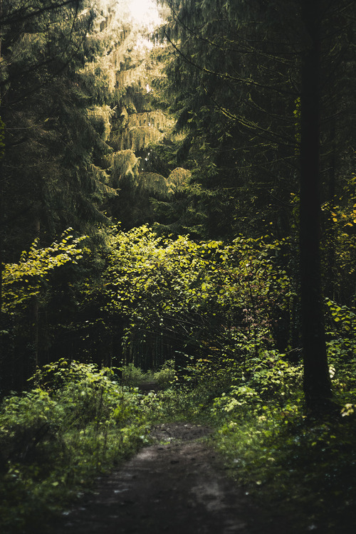 natureac:Take The 52 Week Photo Challenge or Check Out DSLR cameras here