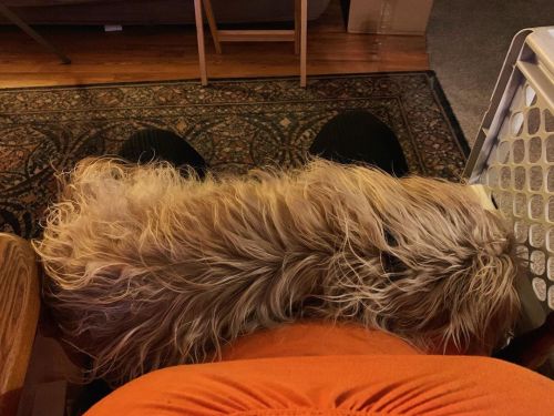 There’s a mop in my lap. #dog #dogsofinstagram #mopdog #cute https://www.instagram.com/p/B6RocGAlBC