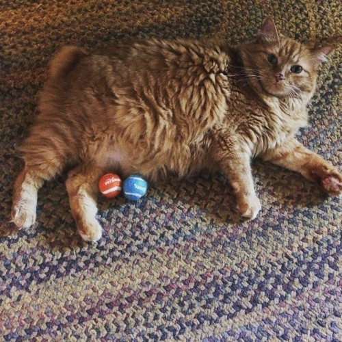 she had &lsquo;em removed #catballs #Twain #Kittaaay #cat #Portland #PDX (at The Blue Tile Lounge)