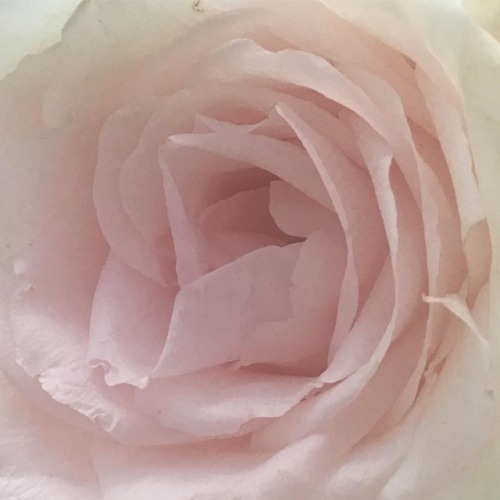 candybisous:camera roll is just chandeliers and very zoomed pictures of baby pink roses